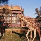 Disney's Animal Kingdom Disney's Animal Kingdom