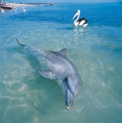 Monkey Mia Dolphin Resort Monkey Mia Dolphin Resort