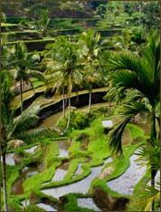 Barong Resort Barong Resort