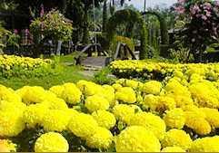 Krisdadoi Chiang Mai Aprime Resort Krisdadoi Chiang Mai Aprime Resort